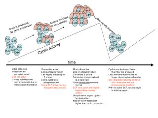 Cyclin activity