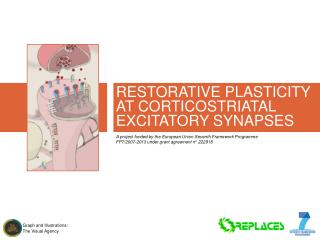 RESTORATIVE PLASTICITY AT CORTICOSTRIATAL EXCITATORY SYNAPSES