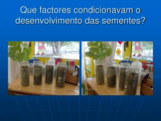 que factores condicionavam o desenvolvimento das sementes