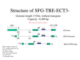 Structure of SFG-TRE-ECT3-
