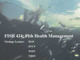 FISH 424: Fish Health Management Virology Lecture:	ISAV 			SVCV 			WSIV 			VHSV
