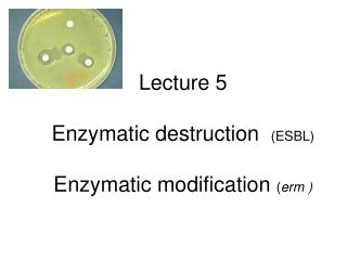 Lecture 5 Enzymatic destruction (ESBL) Enzymatic modification ( erm )