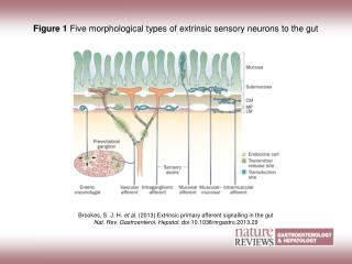 Brookes, S. J. H. et al. (2013) Extrinsic primary afferent signalling in the gut