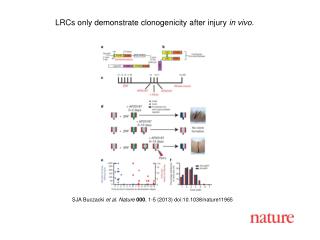 LRCs only demonstrate clonogenicity after injury in vivo.