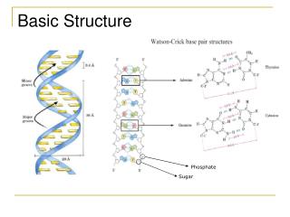 Basic Structure