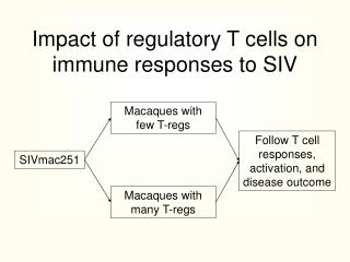 Impact of regulatory T cells on immune responses to SIV