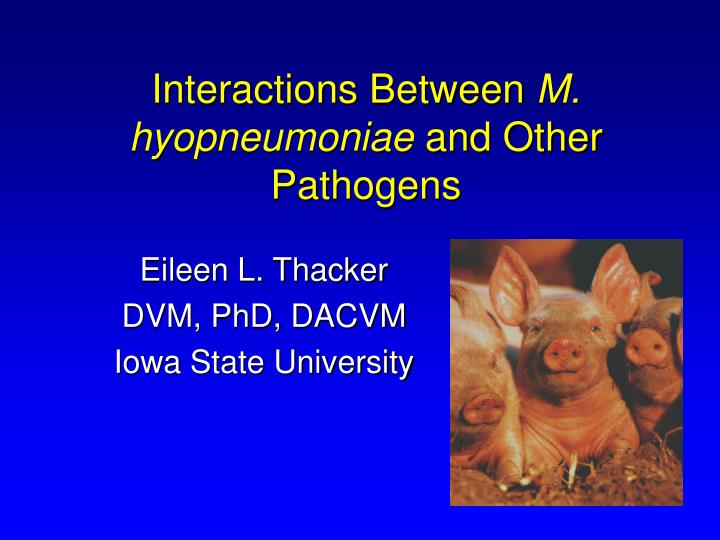 interactions between m hyopneumoniae and other pathogens