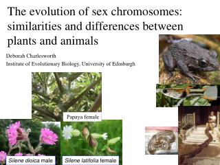 The evolution of sex chromosomes: similarities and differences between plants and animals