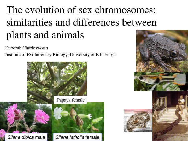 the evolution of sex chromosomes similarities and differences between plants and animals