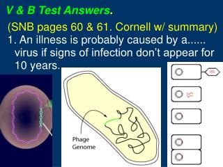 V &amp; B Test Answers .