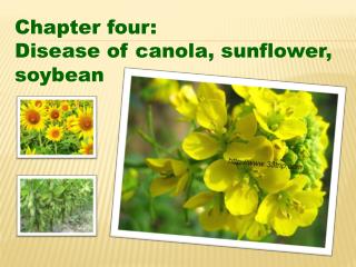Chapter four: Disease of canola, sunflower, soybean