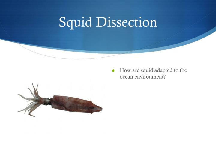 squid dissection