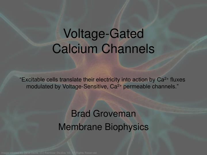 voltage gated calcium channels