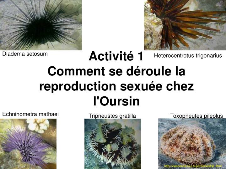 activit 1 comment se d roule la reproduction sexu e chez l oursin