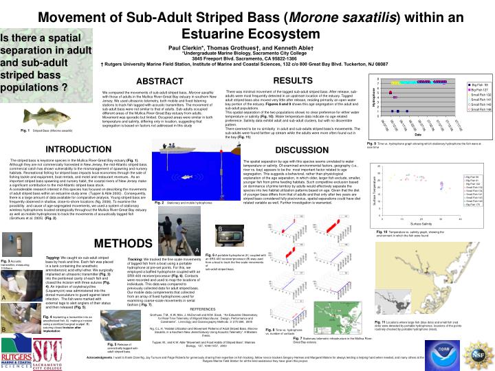 movement of sub adult striped bass morone saxatilis within an estuarine ecosystem