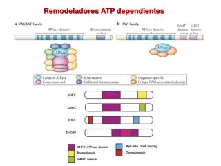Remodeladores ATP dependientes