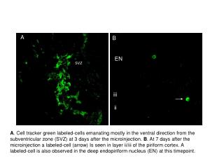 A . Cell tracker green labeled-cells emanating mostly in the ventral direction from the
