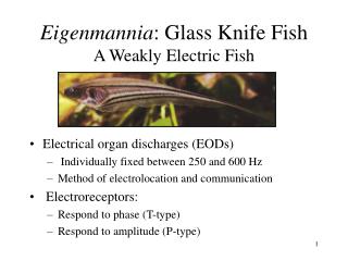 Eigenmannia : Glass Knife Fish A Weakly Electric Fish