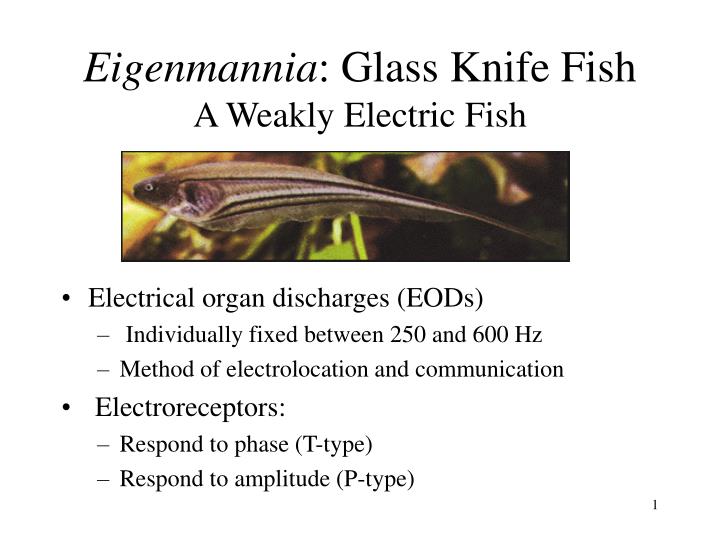 eigenmannia glass knife fish a weakly electric fish