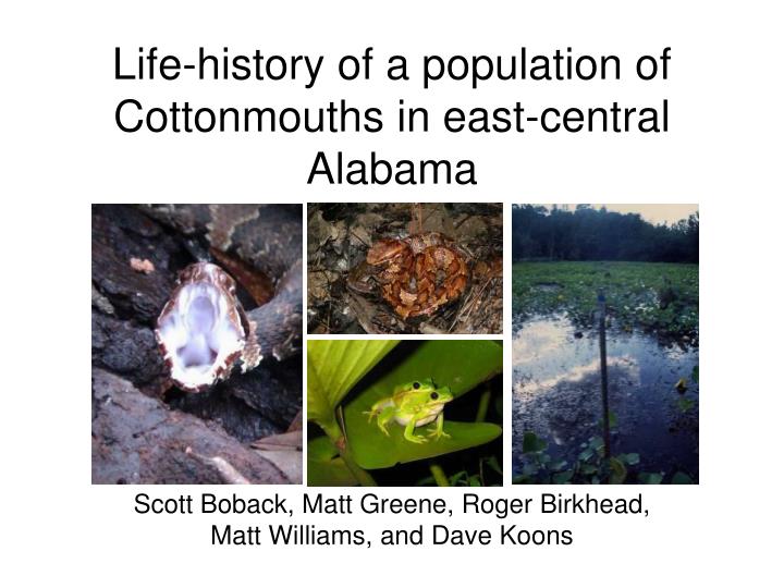 life history of a population of cottonmouths in east central alabama
