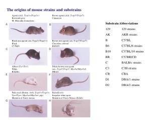 Substrain Abbreviations 129 	129 strains AK 	AKR strains B 	C57BL B6 	C57BL/6 strains