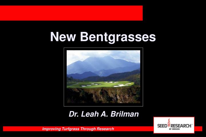 new bentgrasses