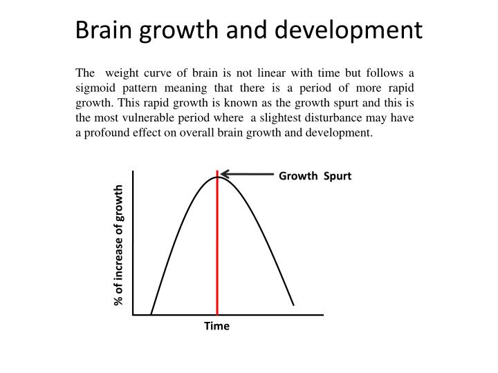 brain growth and development