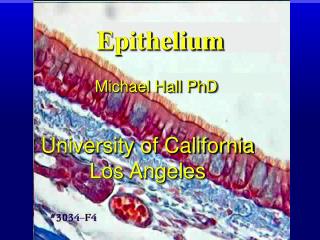 Epithelium