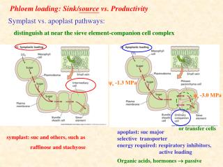Phloem loading: Sink/ source vs. Productivity
