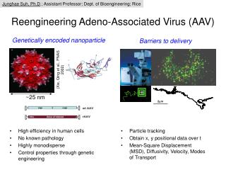 Reengineering Adeno-Associated Virus (AAV)