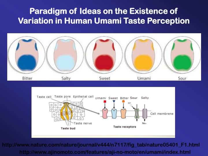 paradigm of ideas on the existence of variation in human umami taste perception