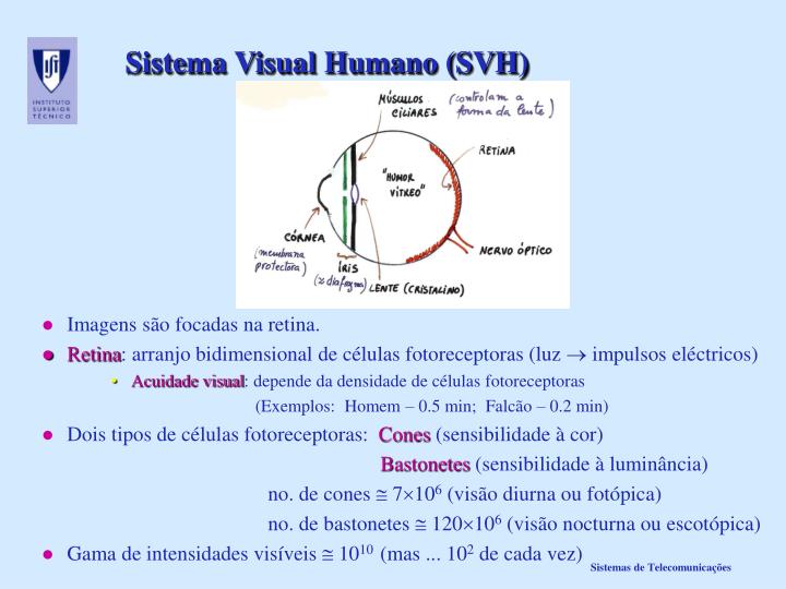 sistema visual humano svh
