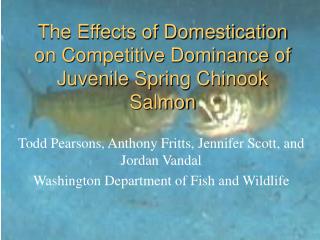 The Effects of Domestication on Competitive Dominance of Juvenile Spring Chinook Salmon
