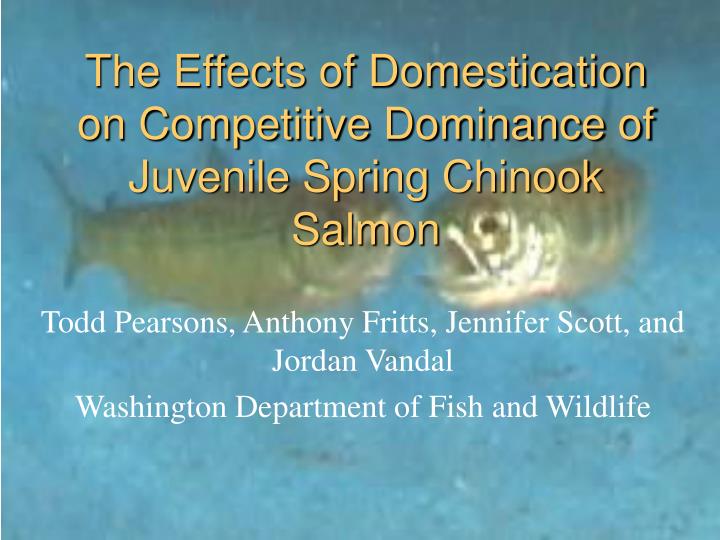 the effects of domestication on competitive dominance of juvenile spring chinook salmon