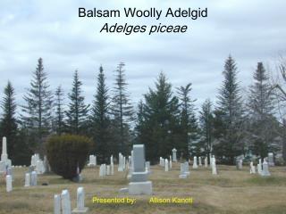 Balsam Woolly Adelgid Adelges piceae