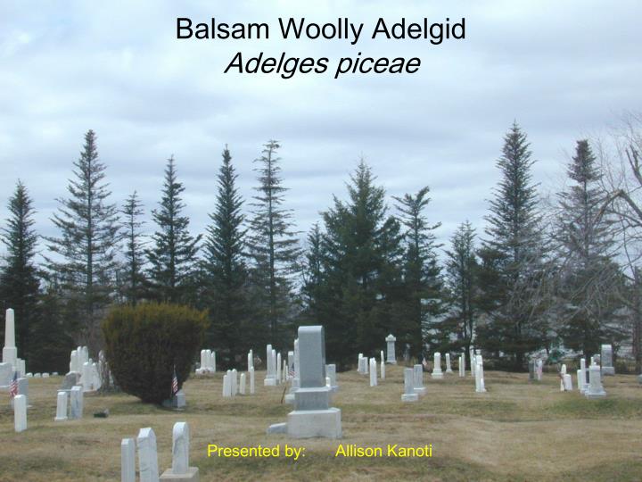 balsam woolly adelgid adelges piceae