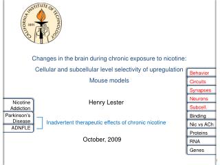 Changes in the brain during chronic exposure to nicotine: