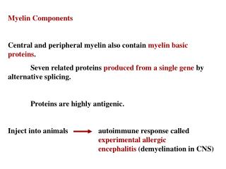 Myelin Components Central and peripheral myelin also contain myelin basic proteins .