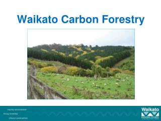 Waikato Carbon Forestry