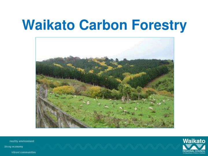 waikato carbon forestry