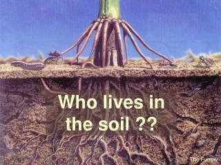 Who lives in the soil ??