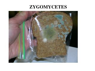 ZYGOMYCETES