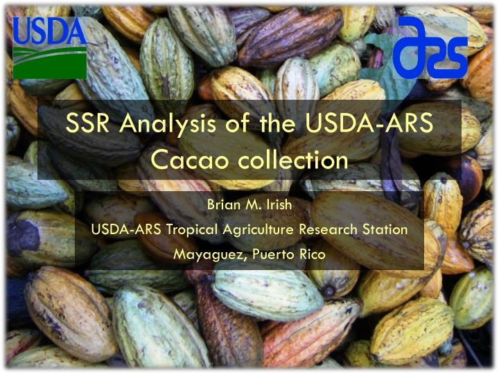 ssr analysis of the usda ars cacao collection