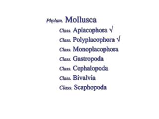 Phylum. Mollusca Class. Aplacophora ? Class. Polyplacophora ? Class. Monoplacophora