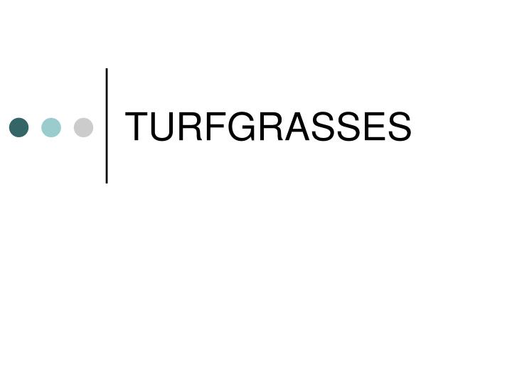 turfgrasses