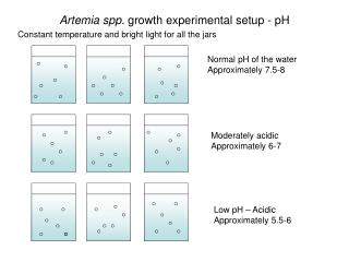 artemia spp growth experimental setup ph