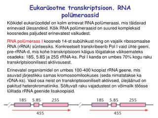 Eukarüootne transkriptsioon. RNA polümeraasid
