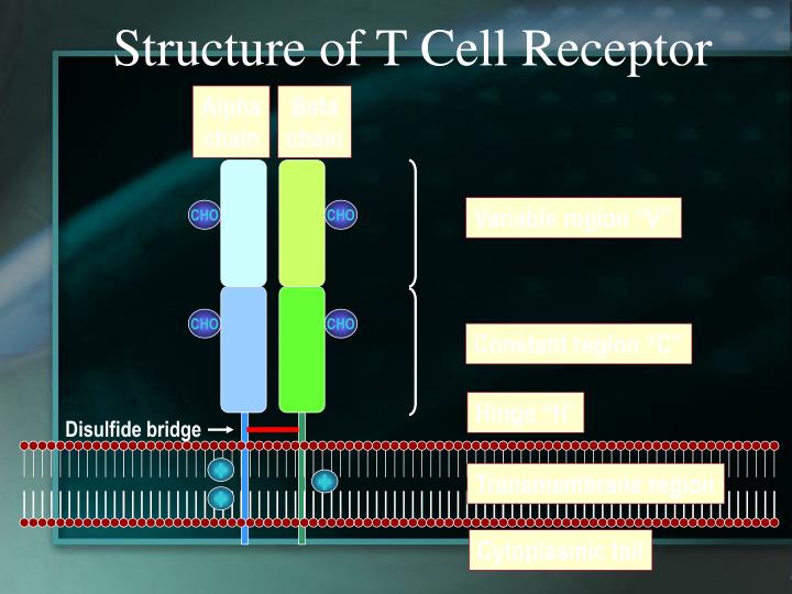 structure of t cell receptor