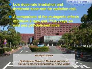 Low dose-rate irradiation and threshold dose-rate for radiation risk.