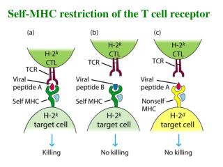 Self-MHC restriction of the T cell receptor